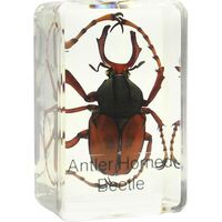 Omegon Dauerpräparat Hirschkäfer