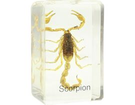 Omegon Dauerpräparat Skorpion