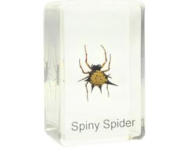 Omegon Dauerpräparat Spiny Spider
