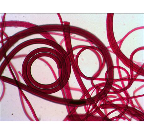 (CZ) Sada preparátů a sklíček Levenhuk N80 NG "Uvidět vše", image-3