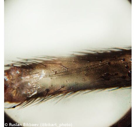 (CZ) Digitálny mikroskop Levenhuk Rainbow D50L PLUS 2M, Moonstone, Jazyk: CZ, image-23