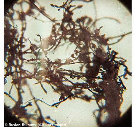 Mikroskop Levenhuk Rainbow 50L PLUS Amethyst, Farba: Amethyst, image-20