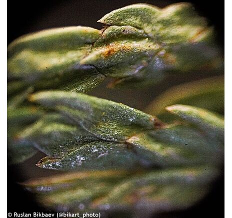 Mikroskop Levenhuk Rainbow 50L PLUS Amethyst, Farba: Amethyst, image-22