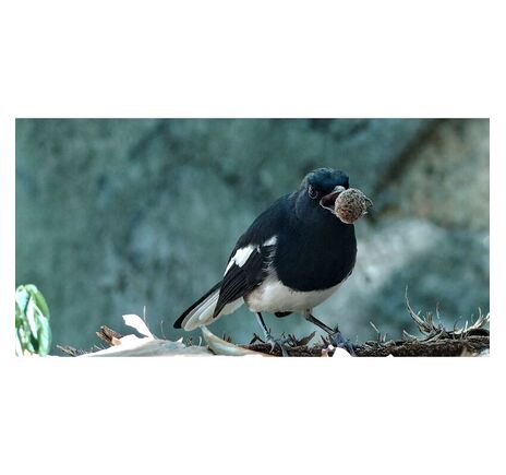 DWARF II Classic Edition - smart teleskop, image-8