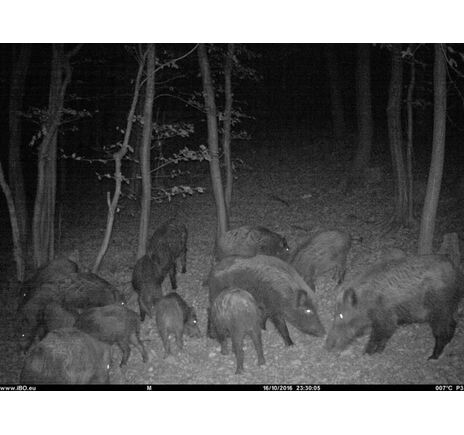 Fotopasca TETRAO Spromise S328 30Mpx 940nm MMS/4G - O2 SIM karta ZADARMO, image-16