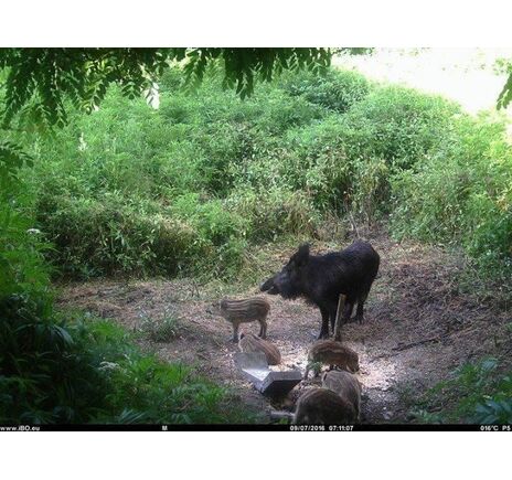 Fotopasca TETRAO Spromise S328 30Mpx 940nm MMS/4G - O2 SIM karta ZADARMO, image-17