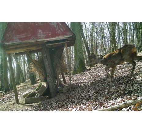 Fotopasca TETRAO Strix 18 27 Mpx 940nm, image-18