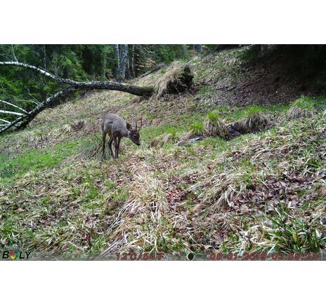 Fotopasca TETRAO Strix 18 27 Mpx 940nm, image-14