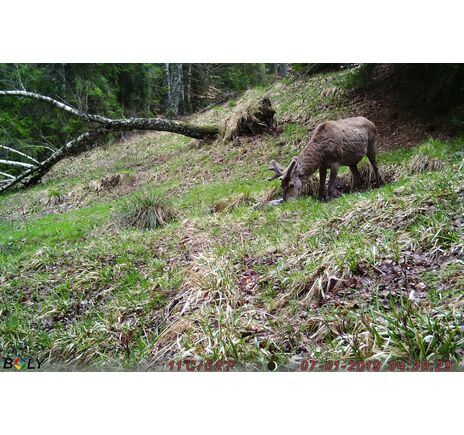 Fotopasca TETRAO Strix 18 27 Mpx 940nm, image-17