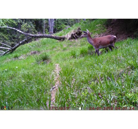 Fotopasca TETRAO Strix 18 27 Mpx 940nm, image-16