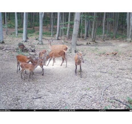 Fotopasca TETRAO Spromise S328 30Mpx 940nm MMS/4G - O2 SIM karta ZADARMO, image-7