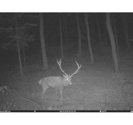 Fotopasca TETRAO Spromise S328 30Mpx 940nm MMS/4G - O2 SIM karta ZADARMO, image-8