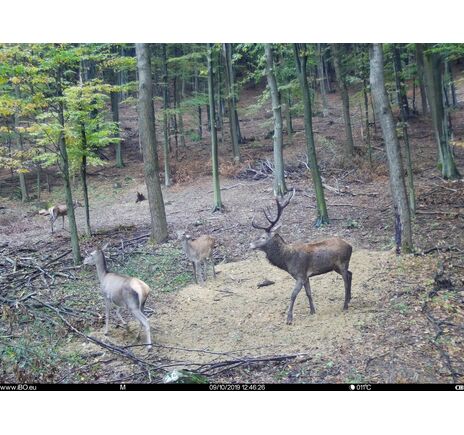 Fotopasca TETRAO Spromise S328 30Mpx 940nm MMS/4G - O2 SIM karta ZADARMO, image-9