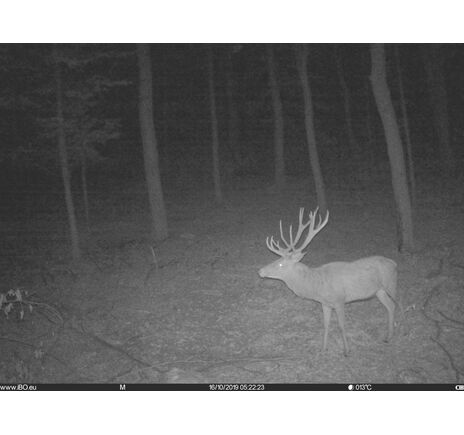 Fotopasca TETRAO Spromise S328 30Mpx 940nm MMS/4G - O2 SIM karta ZADARMO, image-10