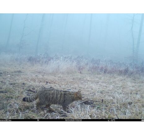 Fotopasca TETRAO Spromise S328 30Mpx 940nm MMS/4G - O2 SIM karta ZADARMO, image-12