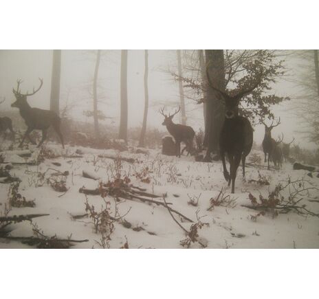 Fotopasca TETRAO Spromise S328 30Mpx 940nm MMS/4G - O2 SIM karta ZADARMO, image-13