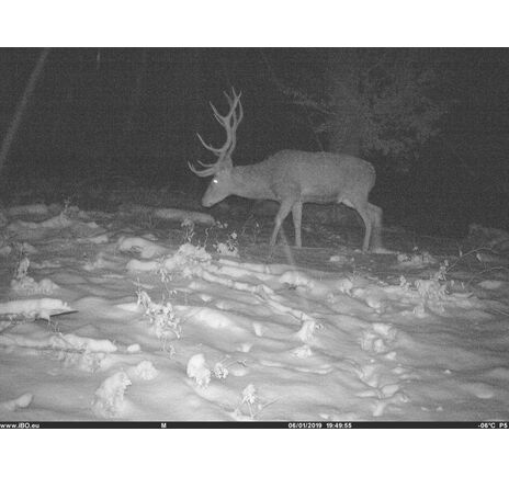 Fotopasca TETRAO Spromise S328 30Mpx 940nm MMS/4G - O2 SIM karta ZADARMO, image-14