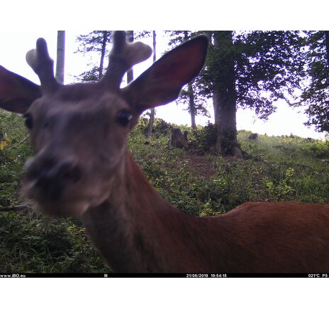 Fotopasca TETRAO Spromise S328 30Mpx 940nm MMS/4G - O2 SIM karta ZADARMO, image-15