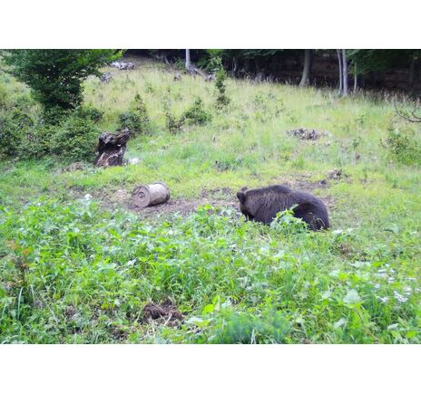 Fotopasca TETRAO Spromise S328 30Mpx 940nm MMS/4G - O2 SIM karta ZADARMO, image-6