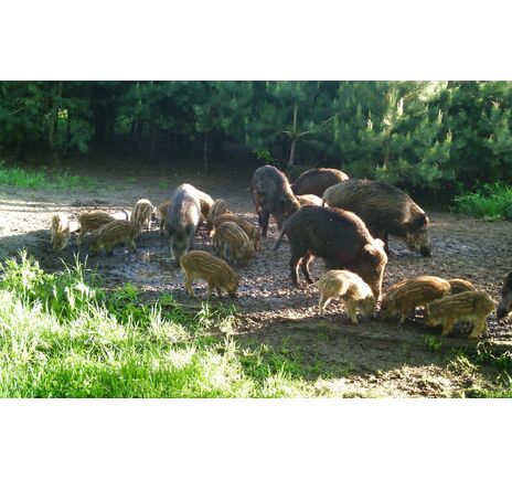 Fotopasca TETRAO Strix 18 27 Mpx 940nm, image-15