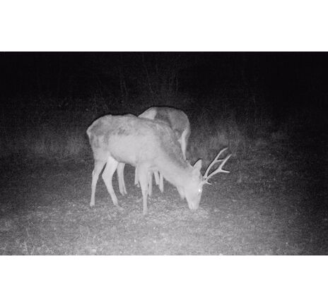 Fotopasca TETRAO Strix 18 27 Mpx 940nm, image-19