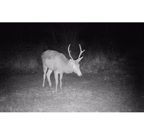 Fotopasca TETRAO Strix 18 27 Mpx 940nm, image-20