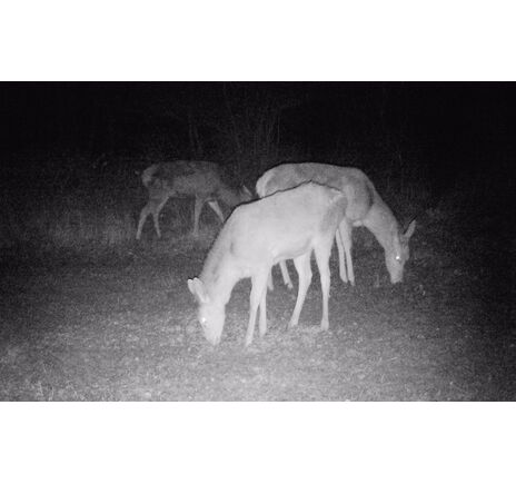 Fotopasca TETRAO Strix 18 27 Mpx 940nm, image-21