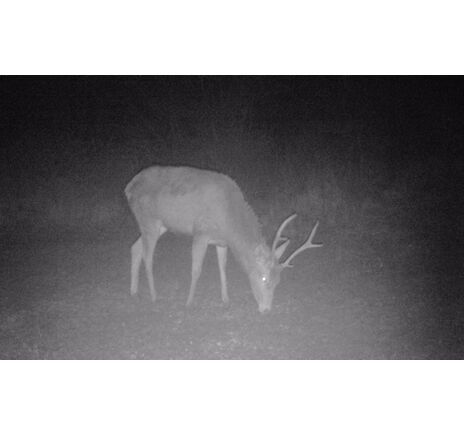 Fotopasca TETRAO Strix 18 27 Mpx 940nm, image-22