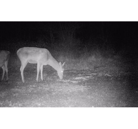 Fotopasca TETRAO Strix 18 27 Mpx 940nm, image-23