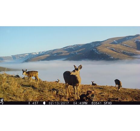 Fotopasca Browning STRIKE FORCE PRO XD s dvojitou kamerou 24 Mpx, image-6