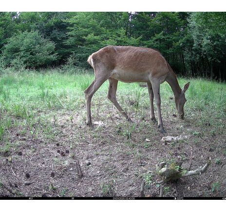 Fotopasca TETRAO S68 36 Mpx 940 nm - 2K video, image-19