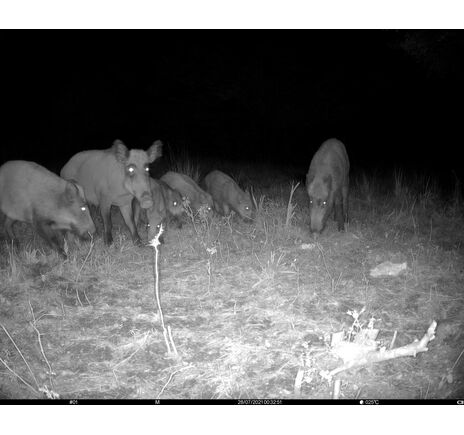 Fotopasca TETRAO S68 36 Mpx 940 nm - 2K video, image-20