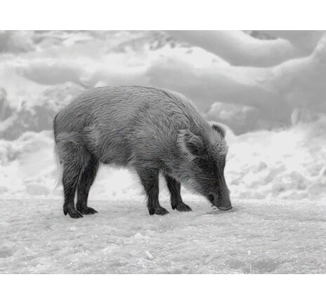 Termovízna predsádka Leica Calonox Sight 2v1 - detekcia na 2000 m, image-16