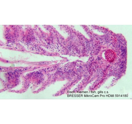 Mikroskopická kamera BRESSER MikroCam PRO HDMI, image-4