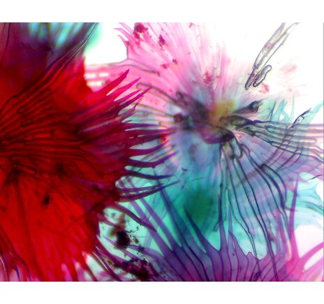 Mikroskop Kamera, image-8