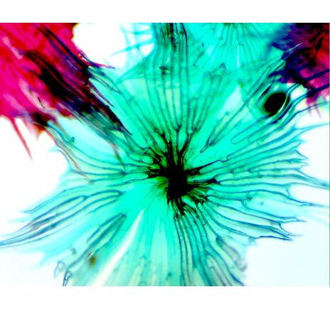 Mikroskop Kamera, image-9