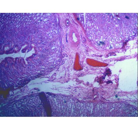 Mikroskop Kamera HD (5MP), image-8