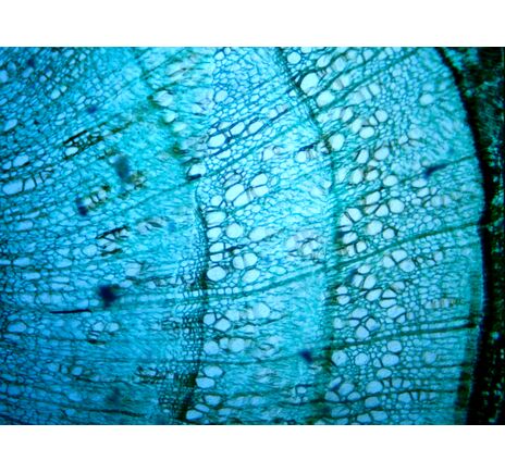 Mikroskop Kamera HD (5MP), image-9