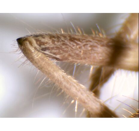 Mikroskop Kamera HD (5MP), image-10