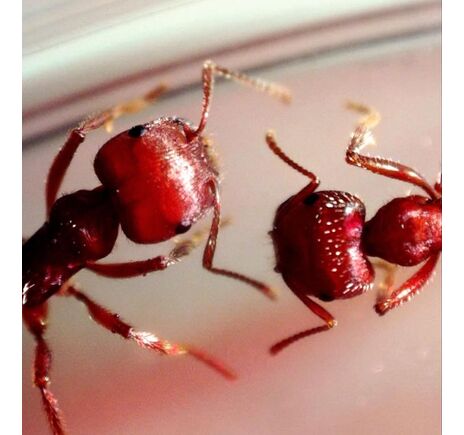 MicroDirect 1080p HDMI digitales Handmikroskop, image-14