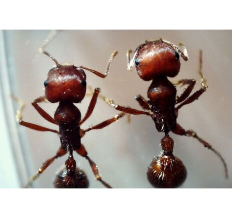 MicroDirect 1080p HDMI digitales Handmikroskop, image-15