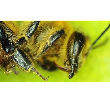 MicroDirect 1080p HDMI digitales Handmikroskop, image-3