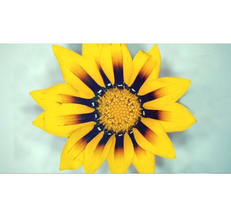 MicroDirect 1080p HDMI digitales Handmikroskop, image-16