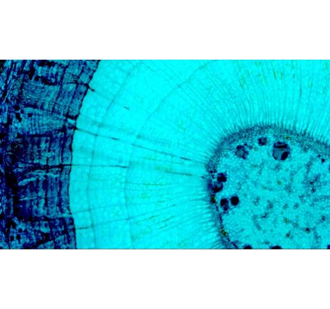 MicroDirect 1080p HDMI digitales Handmikroskop, image-4