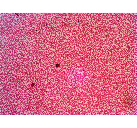 Levenhuk N38 NG Prepared Slides Set, image-15