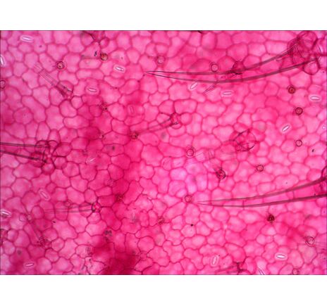 Levenhuk N38 NG Prepared Slides Set, image-9