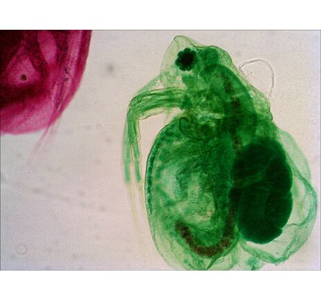 Levenhuk N38 NG Prepared Slides Set, image-13