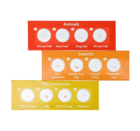 Sada 12 hotových diapozitívov Levenhuk Discovery Fauna, image-2
