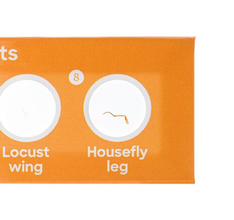 Sada 12 hotových diapozitívov Levenhuk Discovery Fauna, image-4