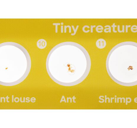 Sada 12 hotových diapozitívov Levenhuk Discovery Fauna, image-5